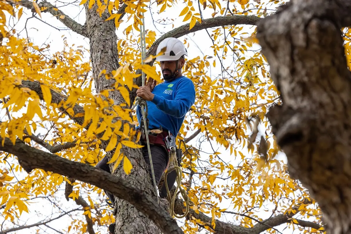 Skilled Tree Planing crew working in Midland